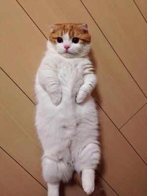 ガルちゃん猫カフェ☆３号店オープンしました♪ 