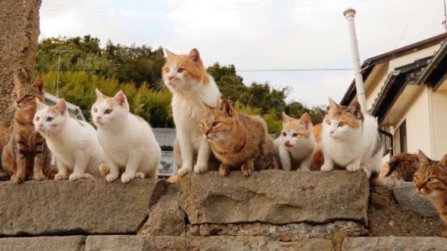 ガルちゃん猫カフェ☆３号店オープンしました♪ 
