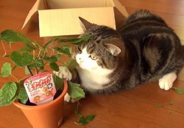 ガルちゃん猫カフェ☆３号店オープンしました♪ 