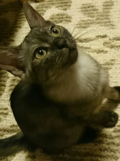 ガルちゃん猫カフェ☆３号店オープンしました♪ 