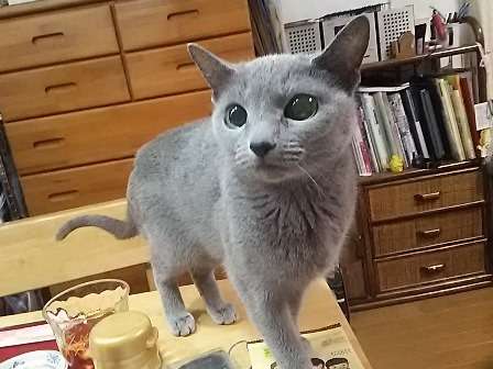ガルちゃん猫カフェ☆３号店オープンしました♪ 