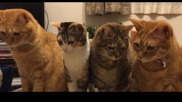 ガルちゃん猫カフェ☆３号店オープンしました♪ 