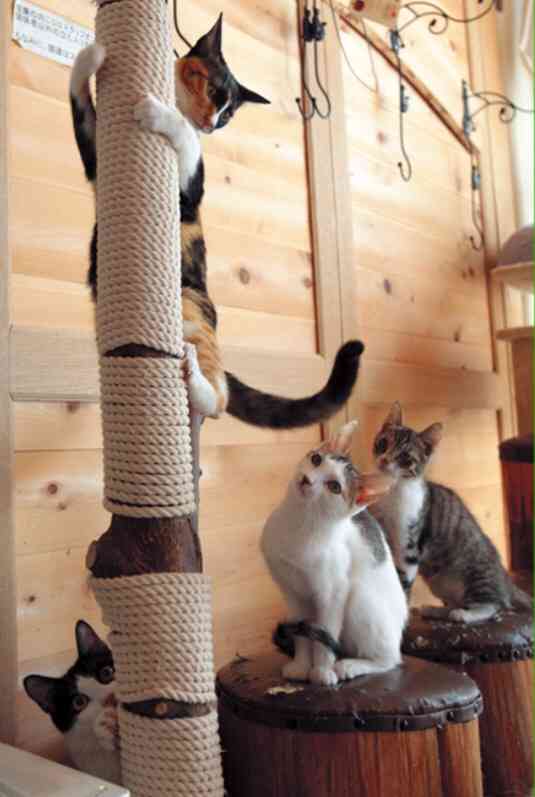 ガルちゃん猫カフェ☆３号店オープンしました♪ 
