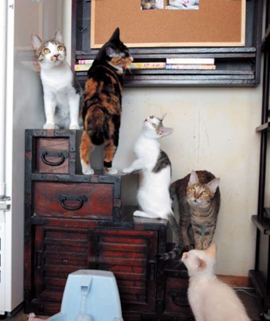 ガルちゃん猫カフェ☆３号店オープンしました♪ 