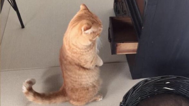 ガルちゃん猫カフェ☆３号店オープンしました♪ 