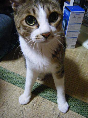 ガルちゃん猫カフェ☆３号店オープンしました♪ 