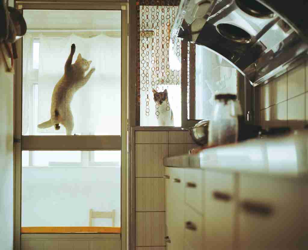 ガルちゃん猫カフェ☆３号店オープンしました♪ 