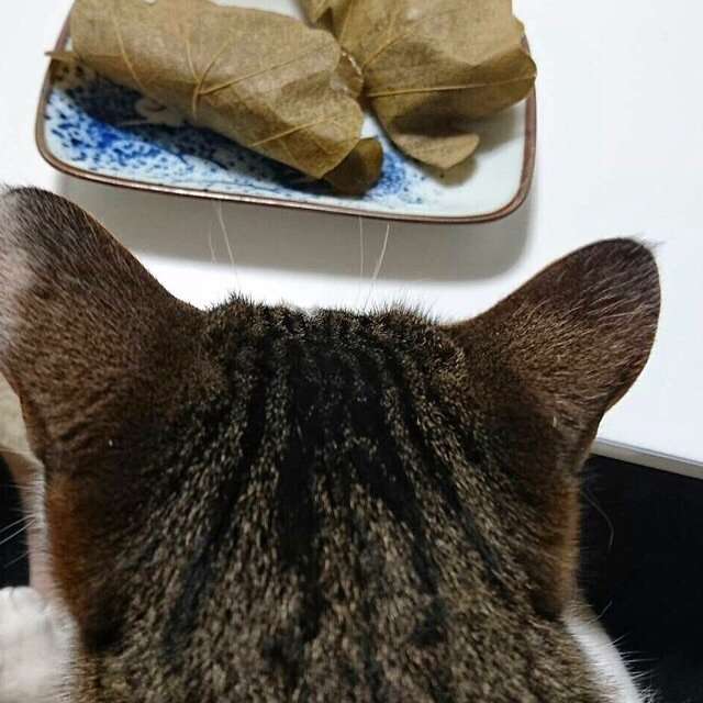 ガルちゃん猫カフェ☆３号店オープンしました♪ 