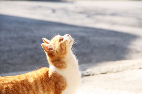 ガルちゃん猫カフェ☆３号店オープンしました♪ 