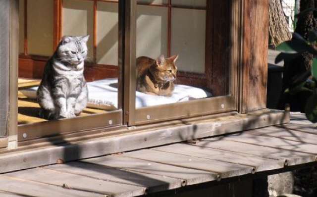 ガルちゃん猫カフェ☆３号店オープンしました♪ 
