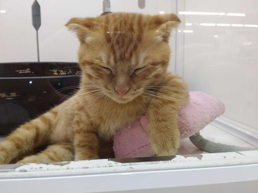 ガルちゃん猫カフェ☆３号店オープンしました♪ 
