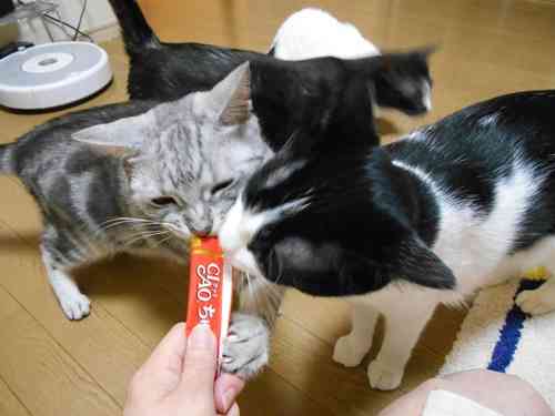 ガルちゃん猫カフェ☆３号店オープンしました♪ 