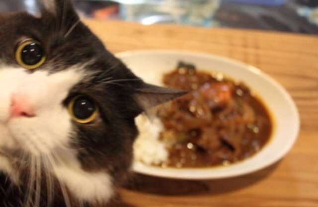 ガルちゃん猫カフェ☆３号店オープンしました♪ 