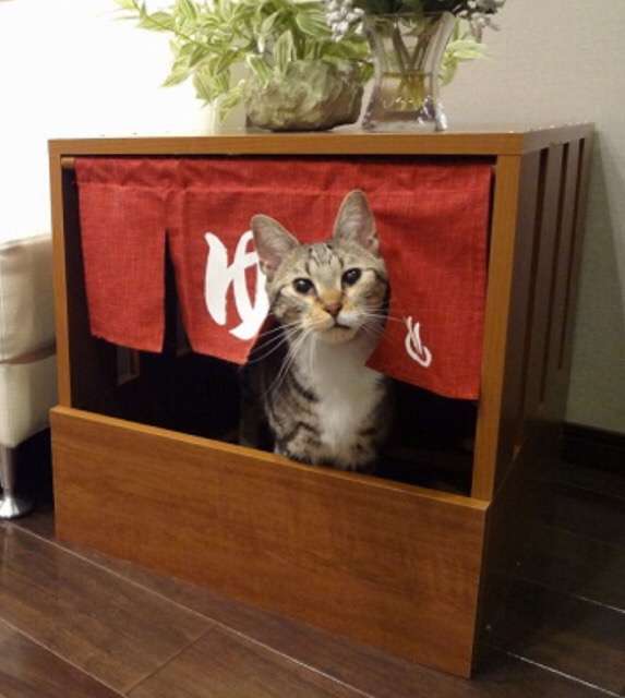 ガルちゃん猫カフェ☆３号店オープンしました♪ 