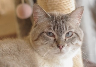 ガルちゃん猫カフェ☆３号店オープンしました♪ 