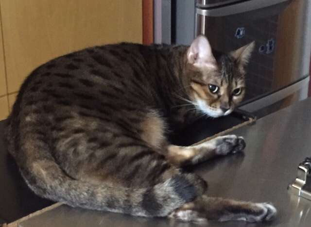 ガルちゃん猫カフェ☆３号店オープンしました♪ 