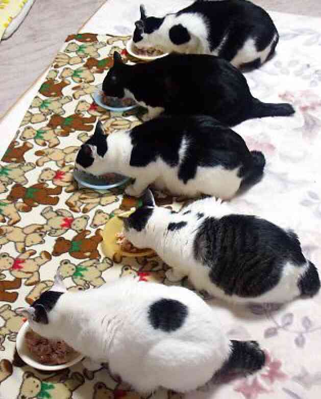 ガルちゃん猫カフェ☆３号店オープンしました♪ 