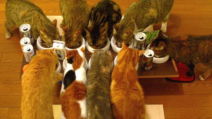 ガルちゃん猫カフェ☆３号店オープンしました♪ 