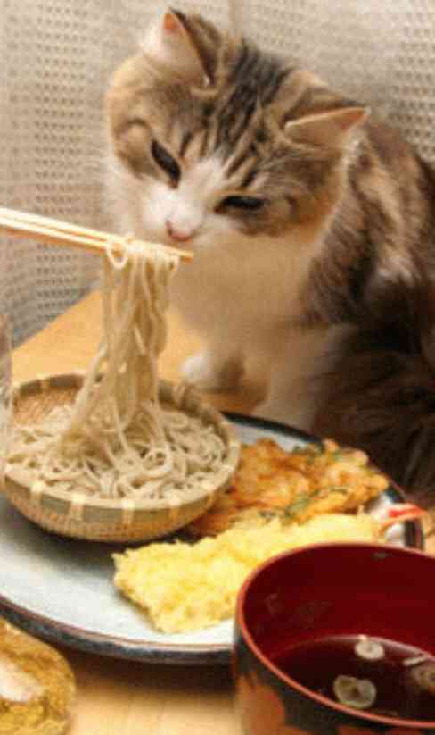 ガルちゃん猫カフェ☆３号店オープンしました♪ 