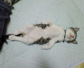ガルちゃん猫カフェ☆３号店オープンしました♪ 