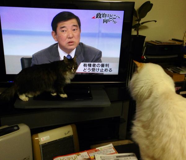 ガルちゃん猫カフェ☆３号店オープンしました♪ 