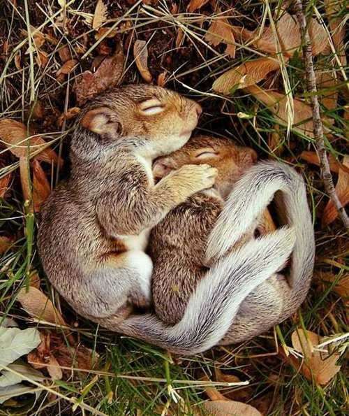 【画像】リスの画像が集まるトピ【動物】