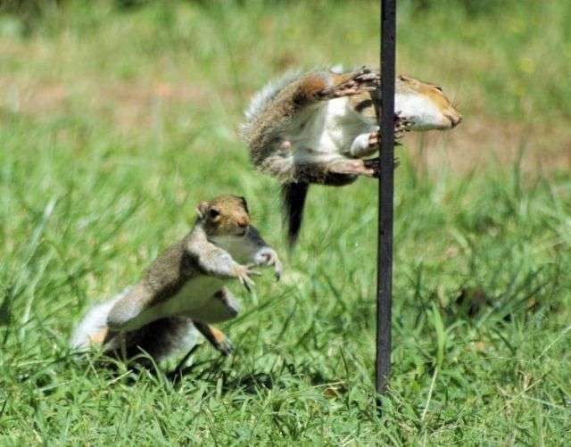 【画像】リスの画像が集まるトピ【動物】