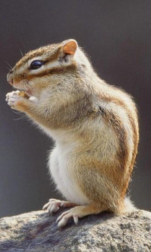 【画像】リスの画像が集まるトピ【動物】