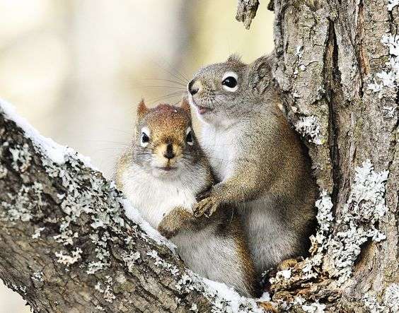 【画像】リスの画像が集まるトピ【動物】