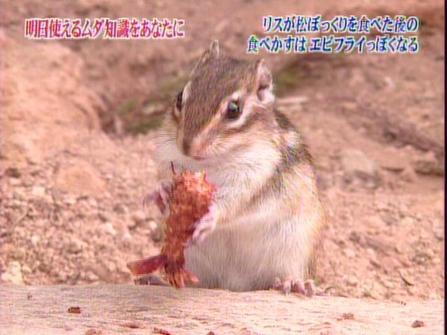 【画像】リスの画像が集まるトピ【動物】