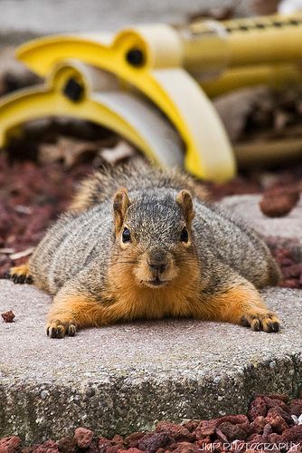 【画像】リスの画像が集まるトピ【動物】