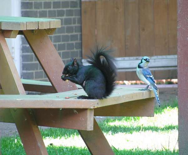 【画像】リスの画像が集まるトピ【動物】