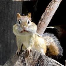 【画像】リスの画像が集まるトピ【動物】