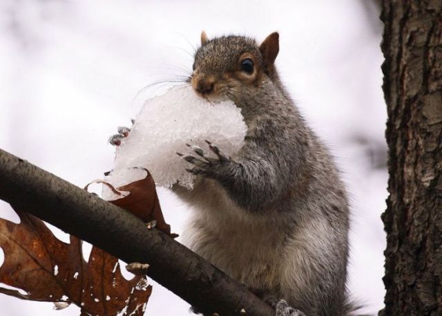 【画像】リスの画像が集まるトピ【動物】