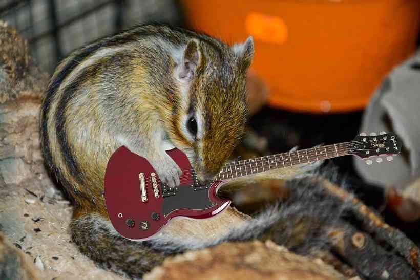 【画像】リスの画像が集まるトピ【動物】