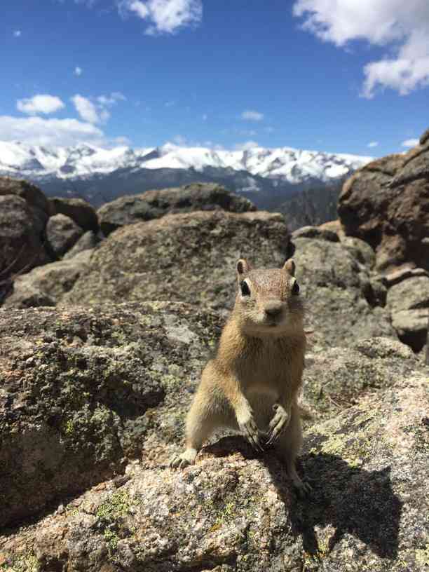 【画像】リスの画像が集まるトピ【動物】