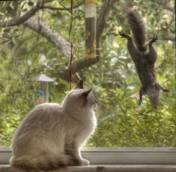 【画像】リスの画像が集まるトピ【動物】
