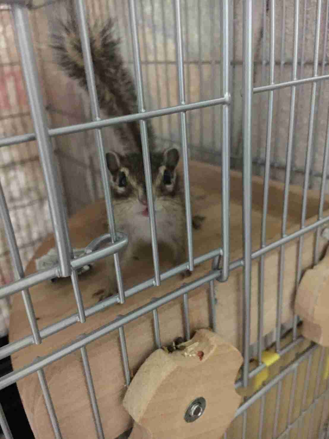 【画像】リスの画像が集まるトピ【動物】
