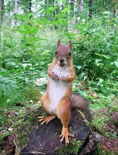 【画像】リスの画像が集まるトピ【動物】