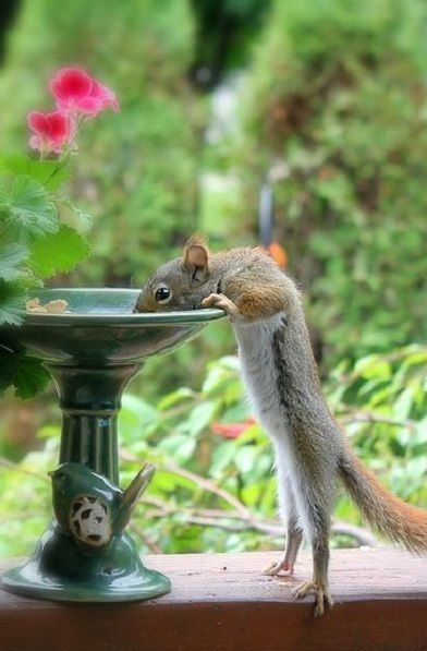 【画像】リスの画像が集まるトピ【動物】