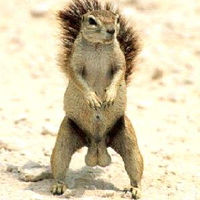【画像】リスの画像が集まるトピ【動物】