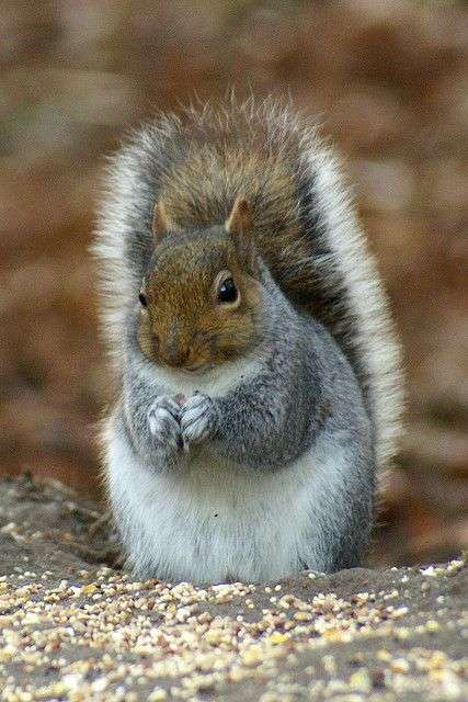【画像】リスの画像が集まるトピ【動物】