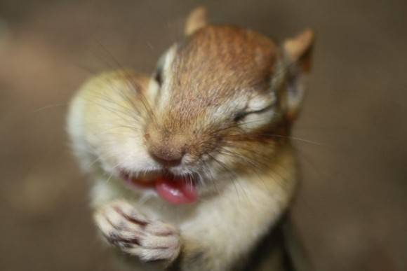 【画像】リスの画像が集まるトピ【動物】