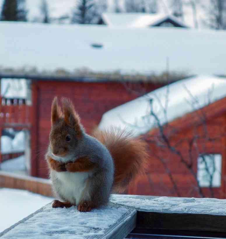 【画像】リスの画像が集まるトピ【動物】
