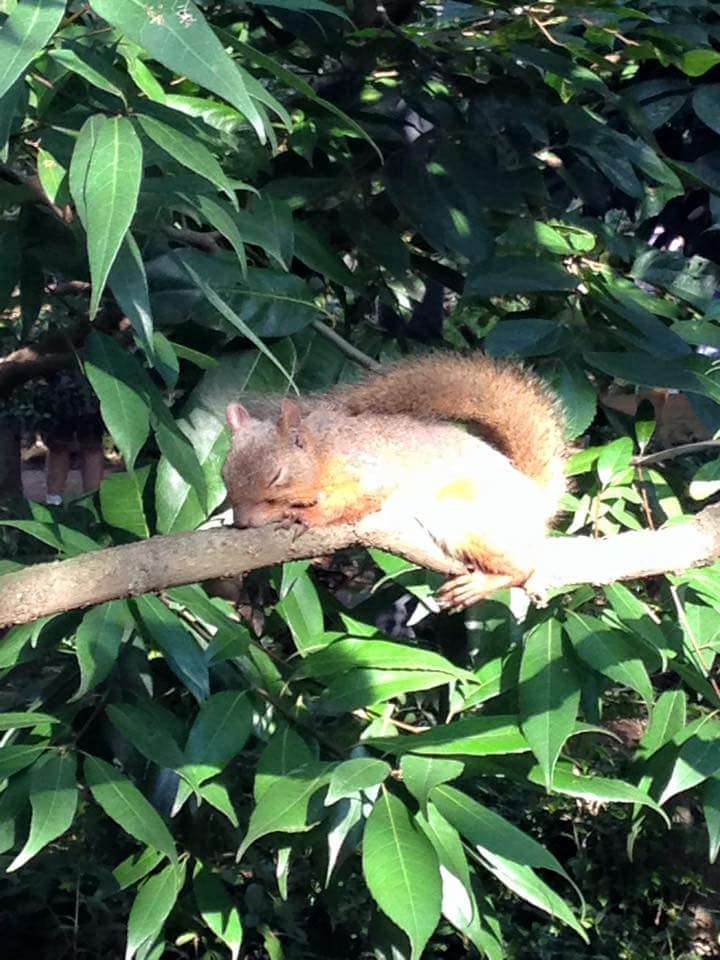 【画像】リスの画像が集まるトピ【動物】