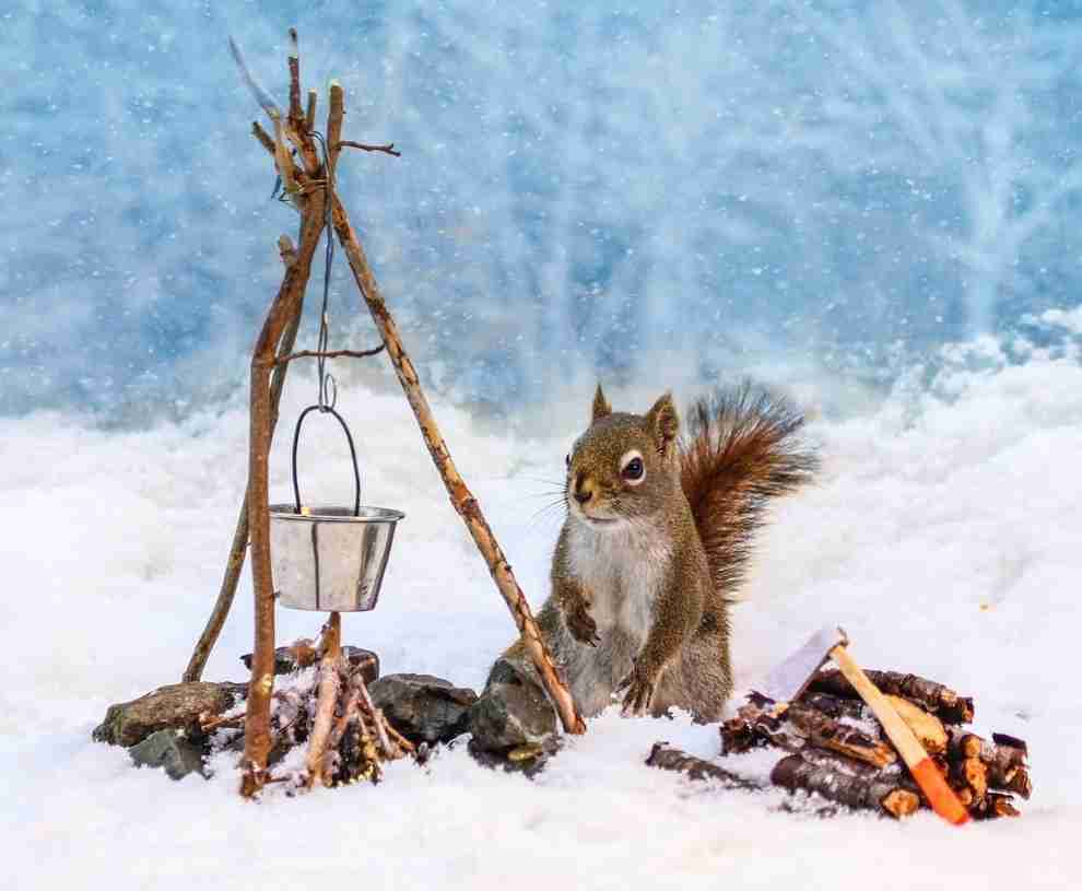 【画像】リスの画像が集まるトピ【動物】