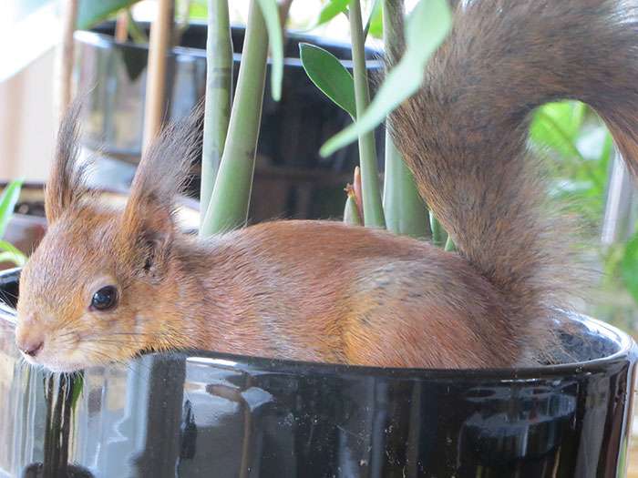 【画像】リスの画像が集まるトピ【動物】