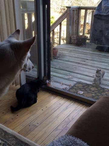 【画像】リスの画像が集まるトピ【動物】