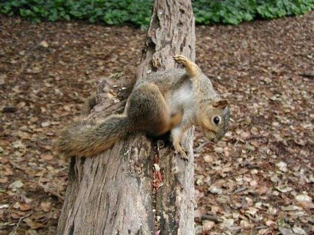 【画像】リスの画像が集まるトピ【動物】