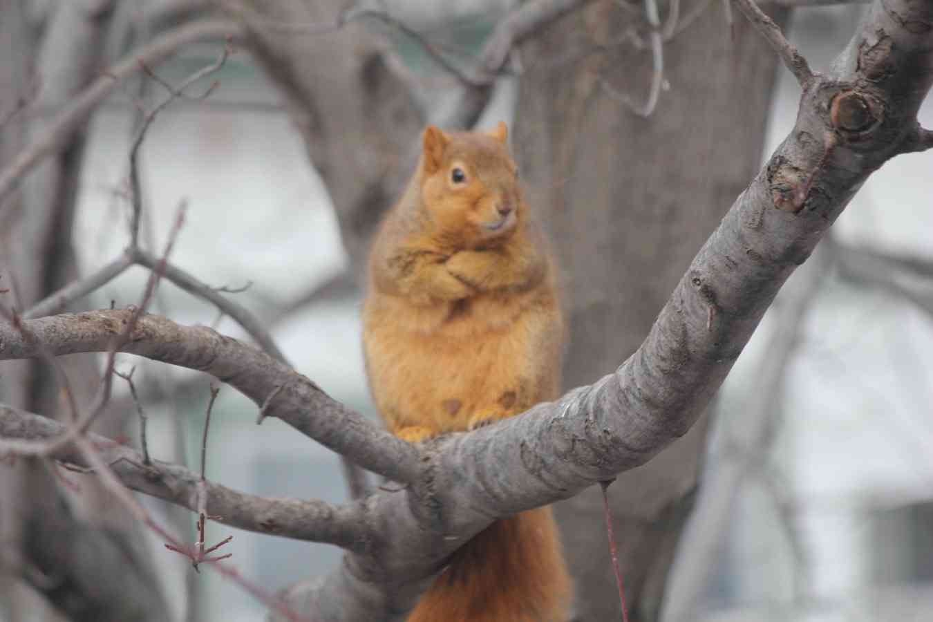 【画像】リスの画像が集まるトピ【動物】